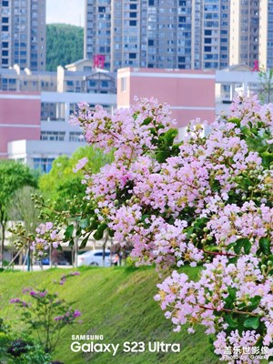 【Galaxy S23 Ultra】賞花