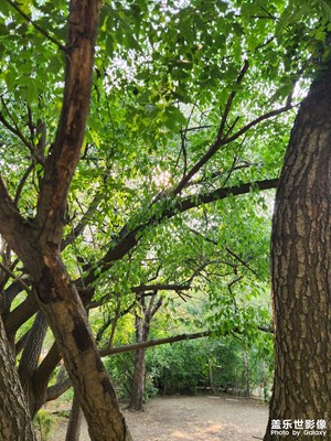 【鏡頭里的夏天】夏日隨拍
