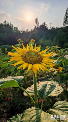 向日葵的夏天