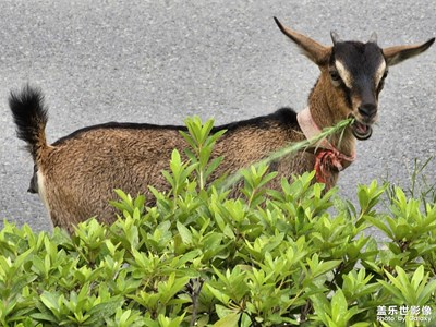 【不期而遇的美好】路邊的小羊

