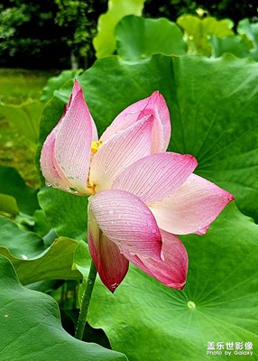 【夏日好時(shí)光】+雨荷