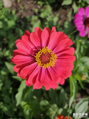 【鏡頭里的夏天】美麗夏花