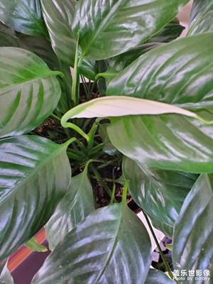 【鏡頭里的夏天】夏天的小興趣