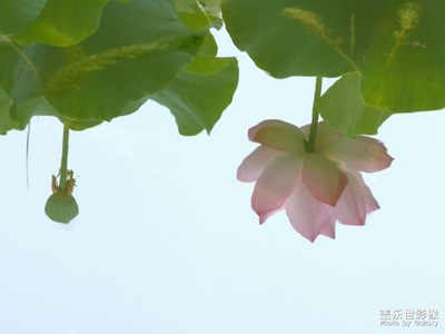 【夏日好時光】倒映荷花