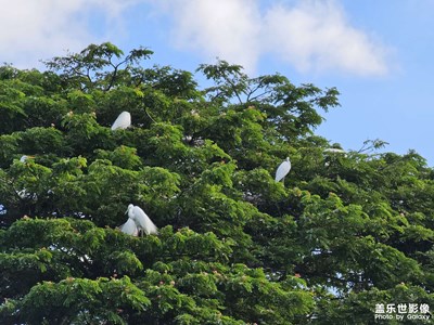 【鏡頭里的夏天】+仙本那