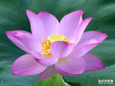 【鏡頭里的夏天】拍不完的夏荷