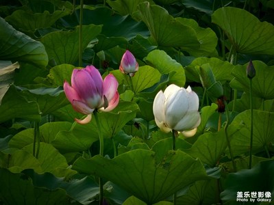 【夏日好時(shí)光】+觀荷