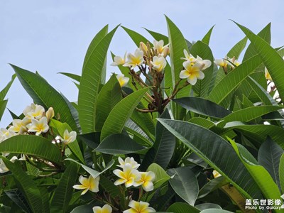 【夏日好時(shí)光】小清新的雞蛋花