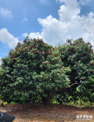 村鎮(zhèn)的一角