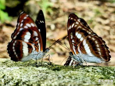 【夏日好時(shí)光】+山中蝶