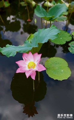 【鏡頭里的夏天】夏荷飄香