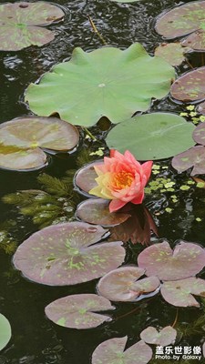 再拍睡蓮