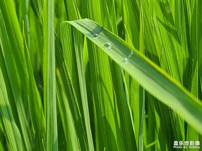 【鏡頭里的夏天】+盛夏