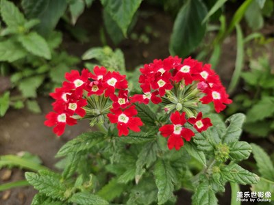 【鏡頭里的夏天】小紅花