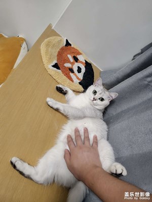 【鏡頭里的夏天】+夏日的小貓咪