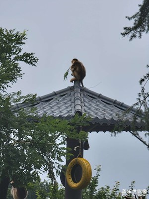 【把快樂塞進(jìn)相冊(cè)里】秦嶺四寶科學(xué)公園