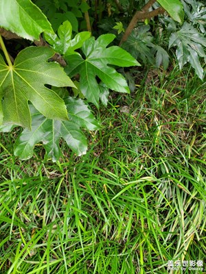 【鏡頭里的夏天】綠色海洋