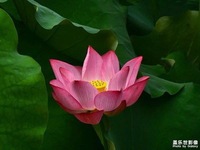 【鏡頭里的夏天】+田間的七月