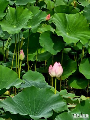 三星s23u鏡頭下的荷花