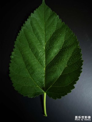 用黑背景拍了兩張樹葉