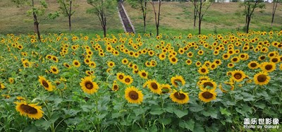 【創(chuàng)意生活】+ 鏡頭里的葵花