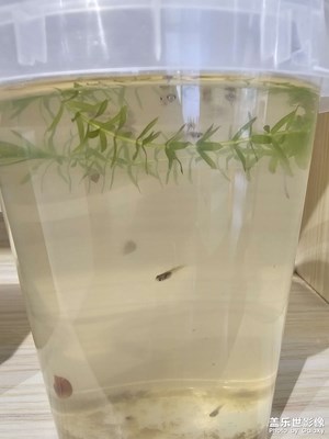 【創(chuàng)意生活】小魚魚