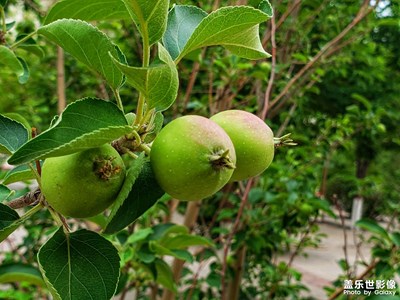 盛夏花開(kāi)結(jié)果