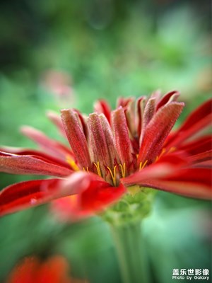 【多彩七月】 23U鏡頭下的小花