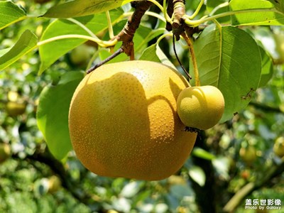 【多彩七月】盛夏的果實(shí)