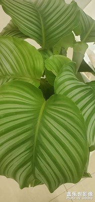 【視覺(jué)盛夏】+ 逐夢(mèng)花的海洋