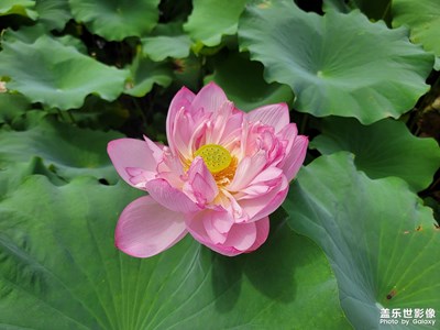 【視覺盛夏】+ 夏荷