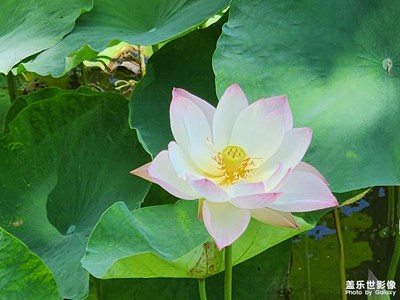 【視覺盛夏】+荷花