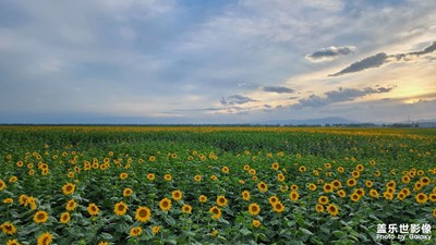 【視覺(jué)盛夏】
向日葵