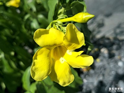 【鏡頭里的故事】+花花草草
