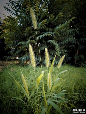 今日任務(wù)帖