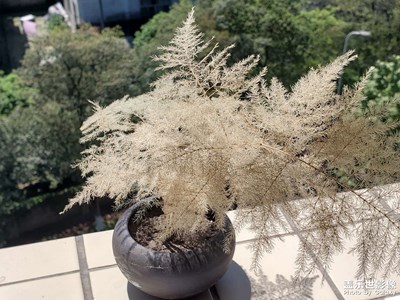 【鏡頭里的故事】+歲月靜好