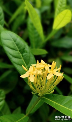 【萃取生活】龍船花隨拍