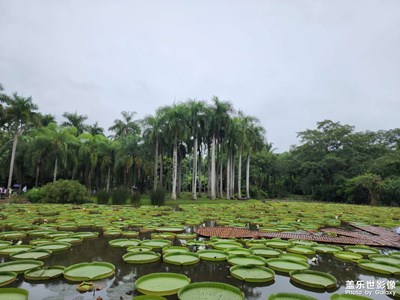 【萃取生活】+ 版納薈萃之中科院植物園！