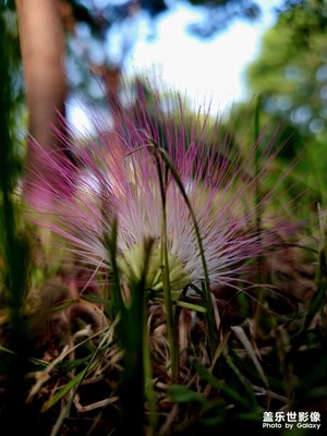 【萃取生活】手機鏡頭下的美