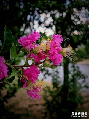 今天多發(fā)幾張