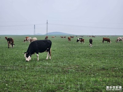 【分享美好】+錫林郭勒草原