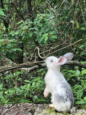 兔子??