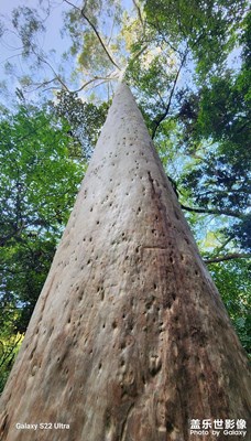 參天樹