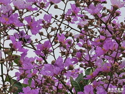 【分享美好】龍眼樹(shù)花盛開(kāi)