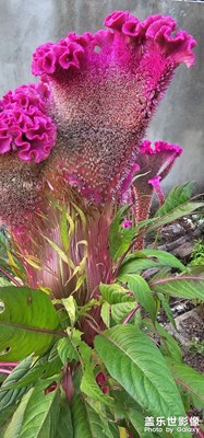 【隨處精彩】+ 日常拍攝