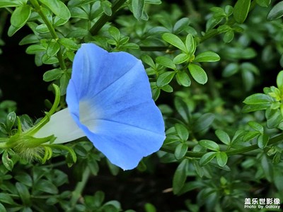 【隨處精彩】藍(lán)色牽牛花