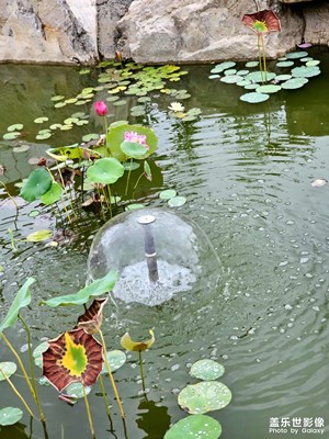 【隨處精彩】s23u鏡頭下的雨后隨拍