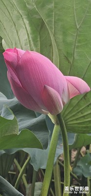 【最美初秋】+初秋的東湖公園