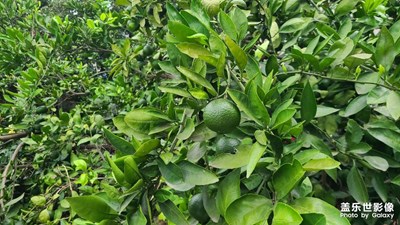 【最美初秋】碩果累累