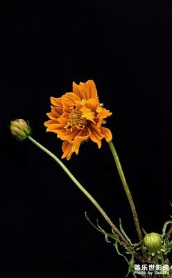 谷歌相機(jī)拍的黑背景照片